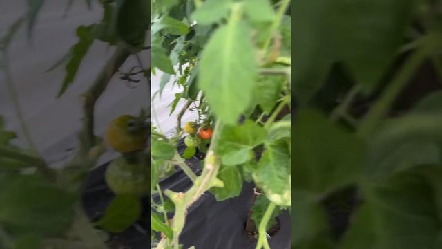 Урожай помидоров #помидоры #дача #каменскуральский #ур смотреть онлайн