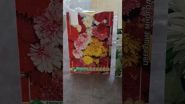 #2024 #дачасадогород выращиваем хризантемы #хризантема#? смотреть онлайн