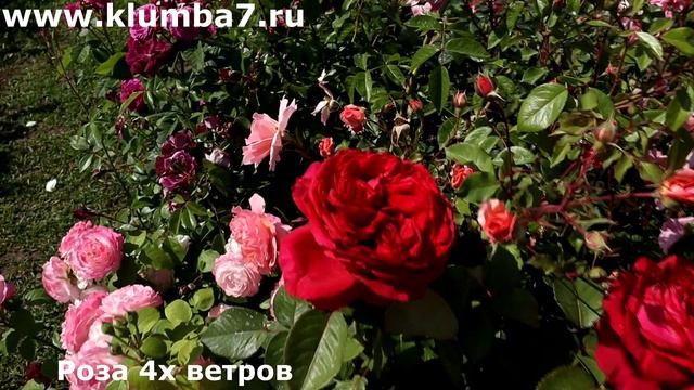 60 РОЗ - насыщенного красного цвета для яркого акцента