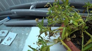 Собираем семена с катарантуса🌺