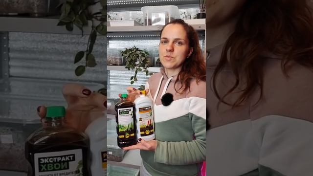 Рассада перцев