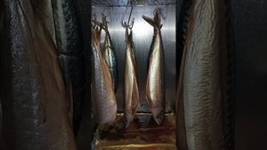 Коптильня холодного копчения Хобби Смок 3.0 , 31 декабря