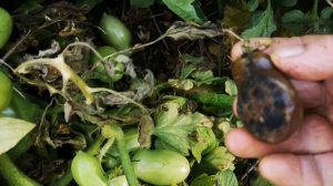 Вот,что значит,не пасынковать.Два ведра с куста.Томат ?