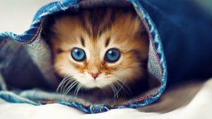 Детская песня колыбельная   У кота ли, у кота