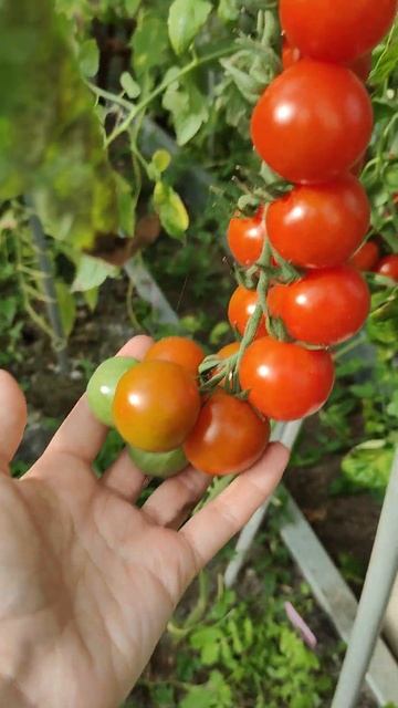 Самые урожайные сорта помидоров. Урожайные томаты. То? смотреть онлайн