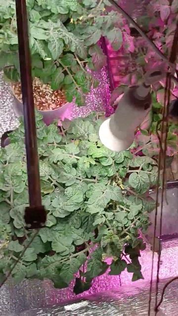 Балконное чудо томат дома смотреть онлайн