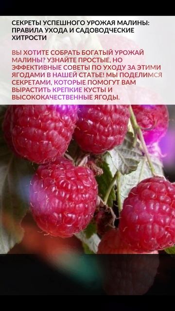 ➔ УЗНАТЬ ПОДРОБНЕЕ... СЕКРЕТЫ УСПЕШНОГО УРОЖАЯ МАЛИНЫ: смотреть онлайн