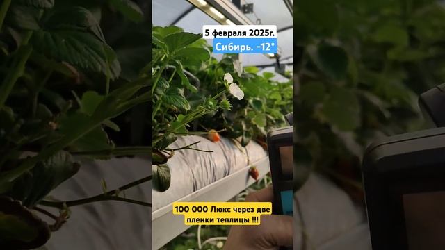 Сколько света, какая освещенность в теплице зимой в Си