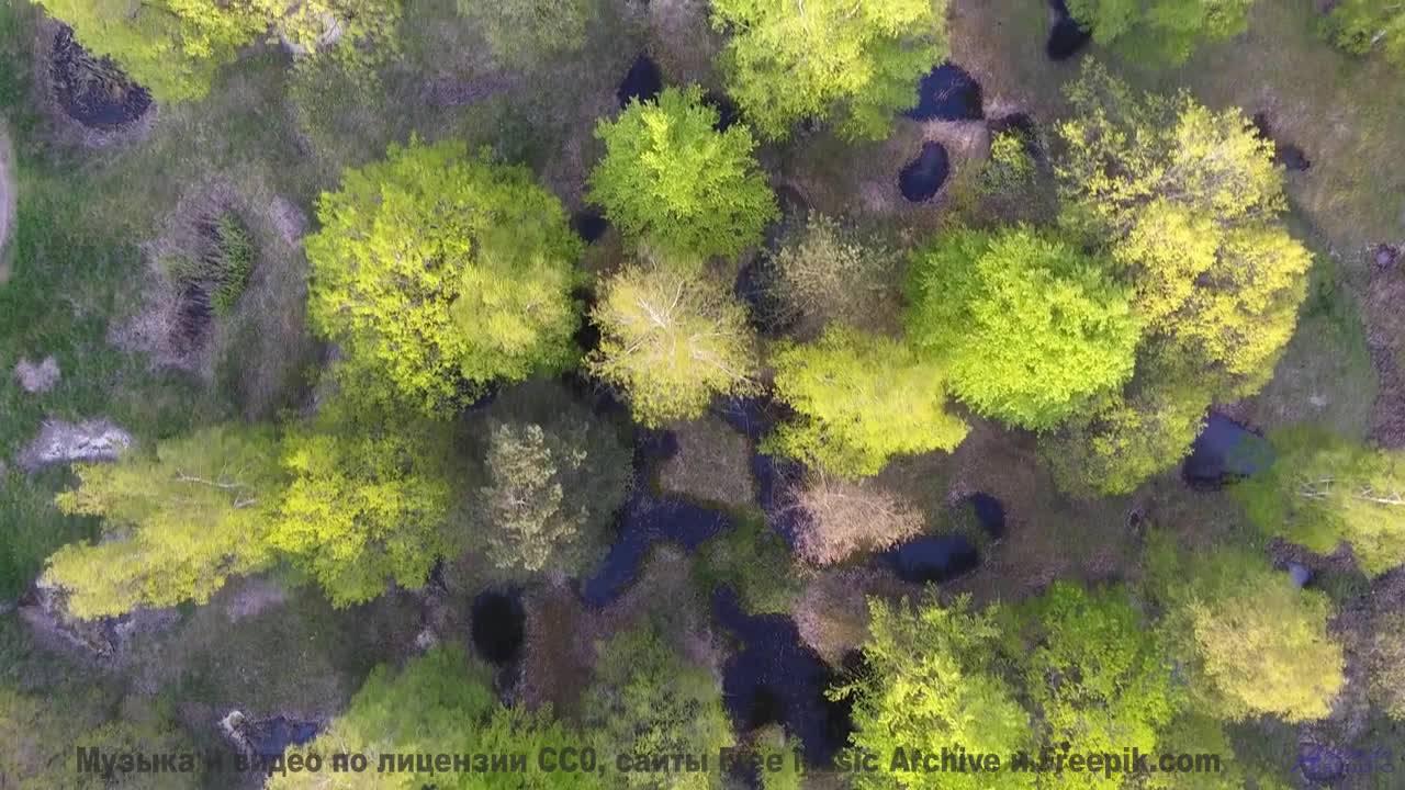 Почему волны здесь звучат как голоса - Dream within a Dream (ID 732) -- Lobo Loco -- DREAM OF LIGHTN