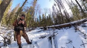 Что там у зверей в диком лесу? Девятнадцатый выпуск. Лесная жизнь в Апреле.