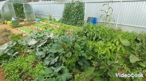Огурцы в теплице в сентябре.  Немного об огороде