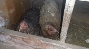 Куры зимой, вольер, курятник! #курынесушки #chick #зима #во