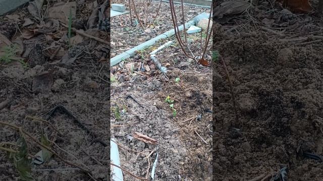 6 способов!!!Сохранения саженцев метельчатой гортензи? смотреть онлайн