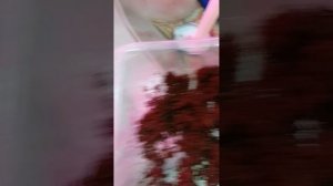 Сажаем семена лобелии Ривьера Лилак.#сад #рассада лобе