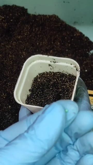 ранний урожай пекинской капусты #сад#огород#shorts смотреть онлайн