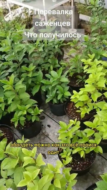 как выглядят после перевалки. #гортензия #кустики #пит смотреть онлайн