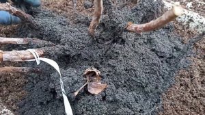 Высаживаем саженцы малины Вайолет Полонез на маточны?