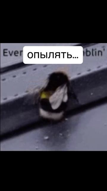 Сезон 2025 вот вот начнется #ежевика #сад #теплица смотреть онлайн