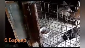 Дрессированный Кролик Выполняет Команды. Все команды, которые знает мой кролик.