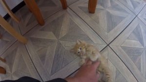 ЖИВЕМ В ДЕРЕВНЕ!!БОРЬБА С ТРАВОЙ ПРОДОЛЖАЕТСЯ!!ЧТО НА АВИТО??ЛЕЧИМ КОТЁНКА!!ИДЕТ НА ПОПРАВКУ!!