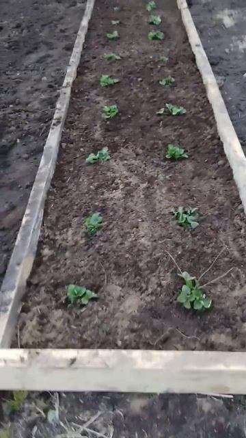 Грядка для Виктории смотреть онлайн