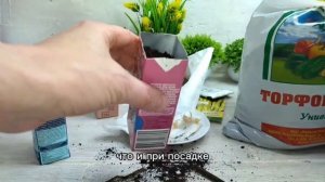 Как спасти рассаду кукурузы?🌽