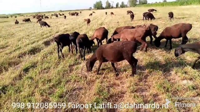 Гиссарские овцы племенного ф/х Жамол Раис Джизакской обл. Заминский район, Узбекистан смотреть онлайн