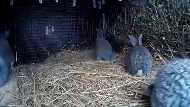 ЧЕМ МОЖНО ПОДКАРМЛИВАТЬ 20-ТИ ДНЕВНЫХ КРОЛЬЧАТ В ЗИМНЕ? смотреть онлайн