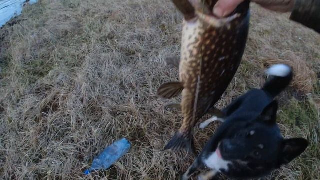 Баня в лесу.Второй венец,основа готова. смотреть онлайн