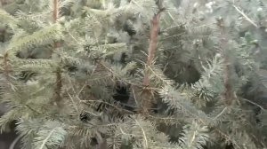 г.Ростов - на- Дону, ЛЕМАНО про по улице Доватора - обзор