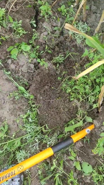 Инструмент для копки чеснока смотреть онлайн