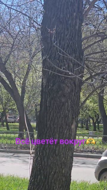 Все цветёт.