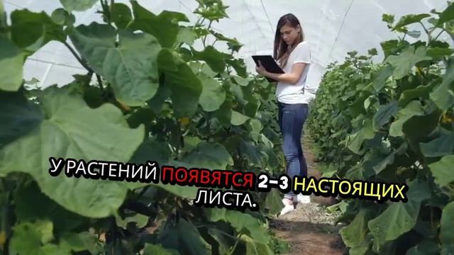 Кабачок. Как садить. Методы. Условия. Правила.