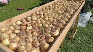 ⚠️ КАК НЕ ПОТЕРЯТЬ СВОЙ УРОЖАЙ. СУШИЛКА ДЛЯ ЛУКА СВОИ?