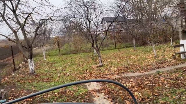 Вороны уничтожают урожай... смотреть онлайн