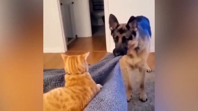 ПРИКОЛЫ С ЖИВОТНЫМИ СМЕШНЫЕ КОТЫ  Приколы 2020 Кошечки юмор собачки смотреть онлайн