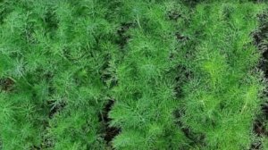 Укроп всходит щёткой? Легко! Простой метод посева 🎯🌱