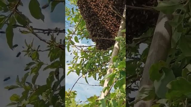 Грабли в помощь смотреть онлайн