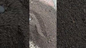 Монстера. Если желтеют листья монстеры- важно сделать!