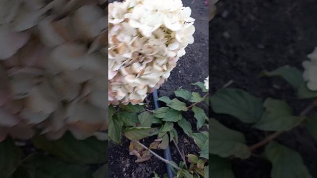 ПРОДАЖА ГОРТЕНЗИИ ИЗ ГРУНТА, ВОРОНЕЖСКАЯ ОБЛ.. смотреть онлайн