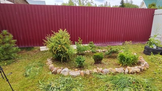 Подкормка баклажанов и перцев. Порядок на клумбах. Вер