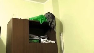 ПРИКОЛЫ С КОТАМИ СМЕШНЫЕ КОТЫ  ТОПовая ПОДБОРКА  #8 Невероятные  падения котов