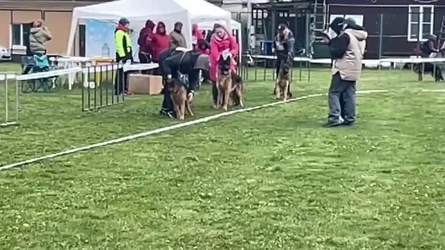 ЩЕНКИ КОБЕЛИ / КЧК СМОЛЕНСК 1 мая`25 Е.Силаева Моно немецких овчарок