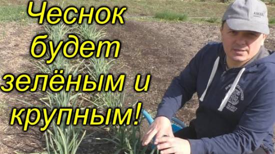 🧄Как вырастить крупный чеснок ✨ – проверенная подкормка!