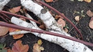 Как укрывать Ежевику в средней полосе России..Нужна ли