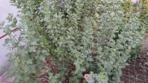 Хризантема веточная! Размножение,уход.