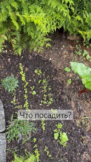 Что посадить в мой маленький огородик? #швеция смотреть онлайн