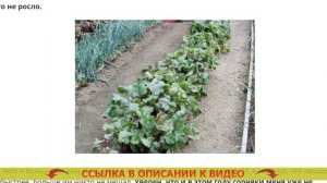 👍 ЛАНС ГЕРБИЦИД ГРАУНД 🎯 ВЫЖИГАТЕЛЬ СОРНЯКОВ