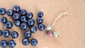 Дегустация 9 сортов чёрной смородины из коллекции Клубничного хуторка