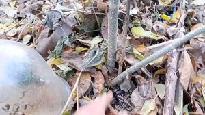 Как отличить Павловнию от Катальпы,по коре без листье?